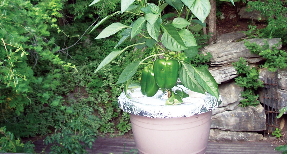 Keep Squirrels Out of the Garden with Aluminum Foil – Mother Earth News - Vimarsana News